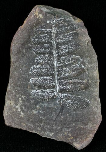 Million Year Old Fern Fossil - Illinois #21428
